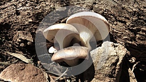 A bunch of mushrooms on a field