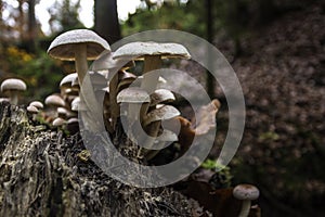 A bunch of mushrooms on an old dead tree trunk