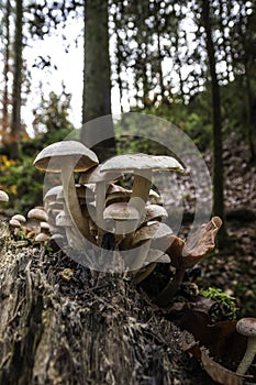 A bunch of mushrooms on an old dead tree trunk