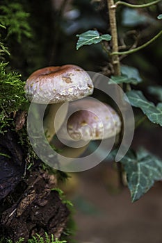 A bunch of mushrooms on an old dead tree trunk