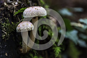 A bunch of mushrooms on an old dead tree trunk