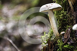 A bunch of mushrooms on an old dead tree trunk