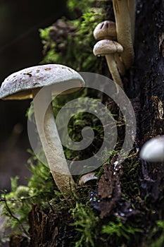 A bunch of mushrooms on an old dead tree trunk