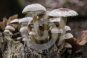 A bunch of mushrooms on an old dead tree trunk