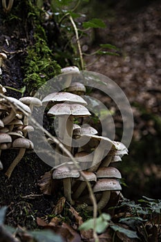 A bunch of mushrooms on an old dead tree trunk