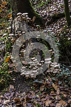 A bunch of mushrooms on an old dead tree trunk