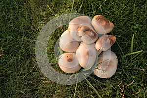 A bunch of mushrooms are sitting on the grass photo