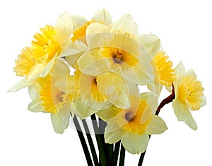 Bunch of narcissus photo