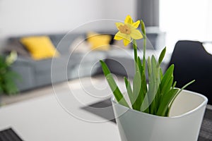 Bunch of narcissus flowers on a table