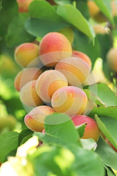 A bunch of natural apricots