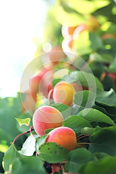 A bunch of natural apricots