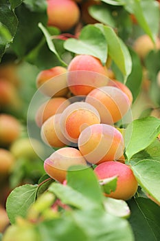 A bunch of natural apricots
