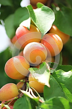 A bunch of natural apricots