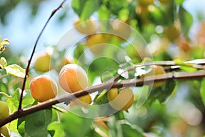 A bunch of natural apricots