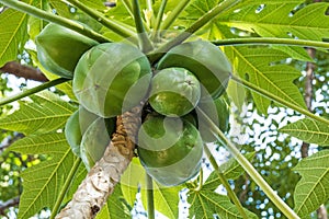 Bunch of Natural Green Pawpaw Fruit and Patterned Leaves