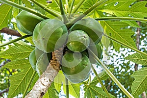 Bunch of Natural Green Pawpaw Fruit and Patterned Leaves photo