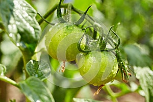 Bunch of  natural green unrape tomatoes in water drops growing in a greenhouse photo