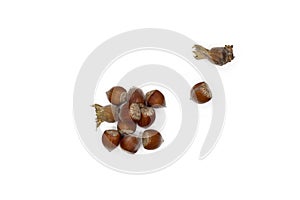 Hazelnuts isolated on a white background