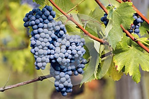 Graps of nebbiolo in the vineyard of barolo Italy photo