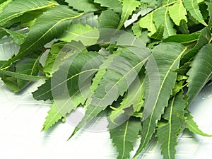 Bunch of Neem plant leaves