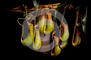 Bunch of nepenthes, commonly known as tropical pitcher plants photo