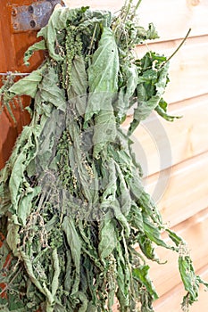 Bunch of nettle hangs on the wooden door in the garden. Various medicinal herbs concept. Close up macro