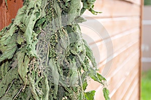 Bunch of nettle hangs on the wooden door in the garden. Various medicinal herbs concept. Close up macro