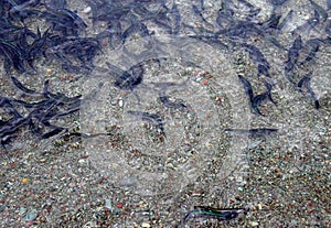 Bunch of Newfoundland Caplin during spawning