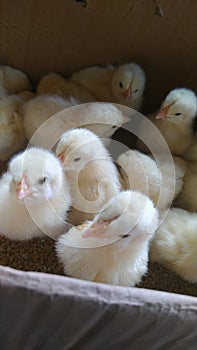 Bunch of newly hatched chicks