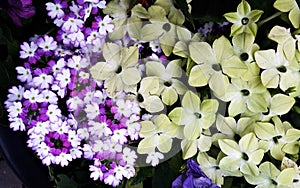 Bunch of Nicotiana and Verbena flowers.