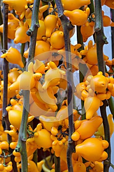 A bunch of nipplefruit on stalks for sale at a market stall for Chinese New Year celebrations