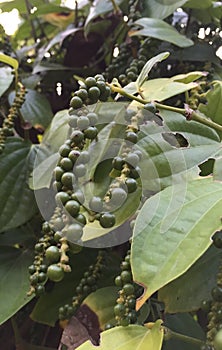 Bunch ofThai Spice pepper