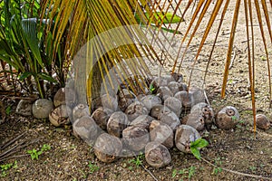 Bunch of old coconuts, Parque EcoturÃÂ­stico. Zihuatanejo, Mexico photo