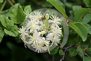 Bunch of Old mans beard or Clematis vitalba climbing shrub plants with closed flower buds and open blooming green white flowers