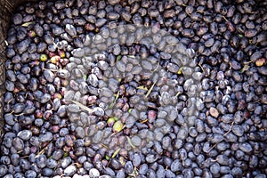 a bunch of olives of different shades, freshly cultivated