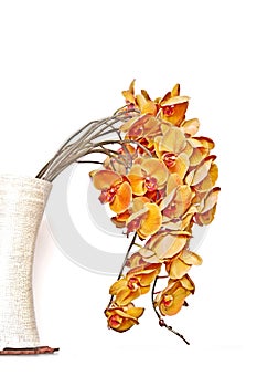 Bunch of orange orchid phalaenopsis in a vase