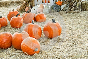 Bunch of orange pumpkins on straw on a pumpkin patch