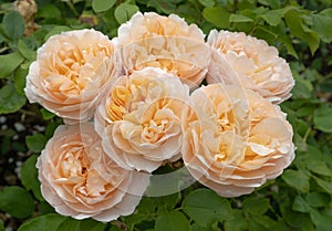 Bunch of orange roses in full bloom