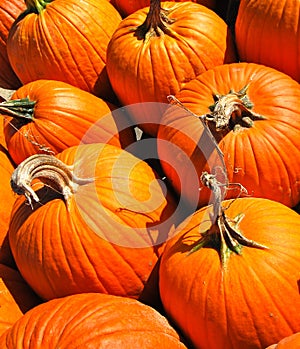 Bunch of orange round pumpkins