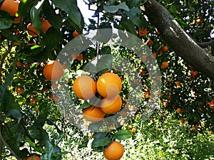 Bunch of oranges hangs on the tree.