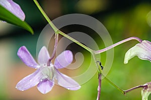 bunch of Orchid flowers dangles elegantly