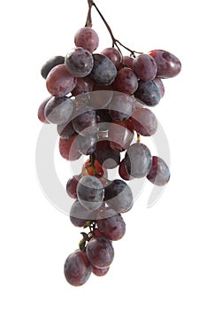 Bunch of organic black grapes isolated on white background