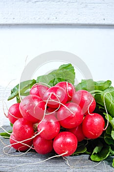 Bunch of organic fresh red radishes