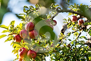 Bunch of organic red apples hanging on tree branches at sunrise, growing in an orchard