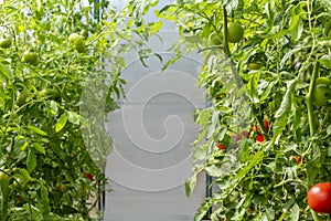 Bunch of organic ripe red juicy tomato in greenhouse. Homegrown, gardening and agriculture consept. Solanum lycopersicum. Fresh