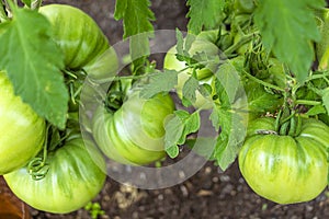 Bunch of organic unripe green tomato in greenhouse. Homegrown, gardening and agriculture consept. Solanum lycopersicum is annual