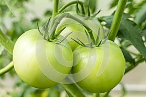 Bunch of organic unripe green tomato in greenhouse. Homegrown, gardening and agriculture consept. Solanum lycopersicum is annual