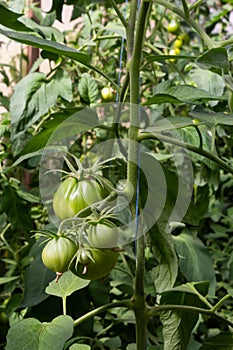 Bunch of organic unripe green tomato in greenhouse. Homegrown, gardening and agriculture consept. Solanum lycopersicum is annual