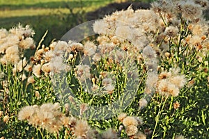 Bunch of overblown thistles in the garden. Fluff