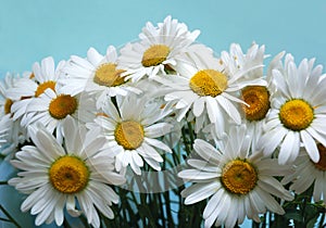 Bunch of ox-eye-daisy flowers